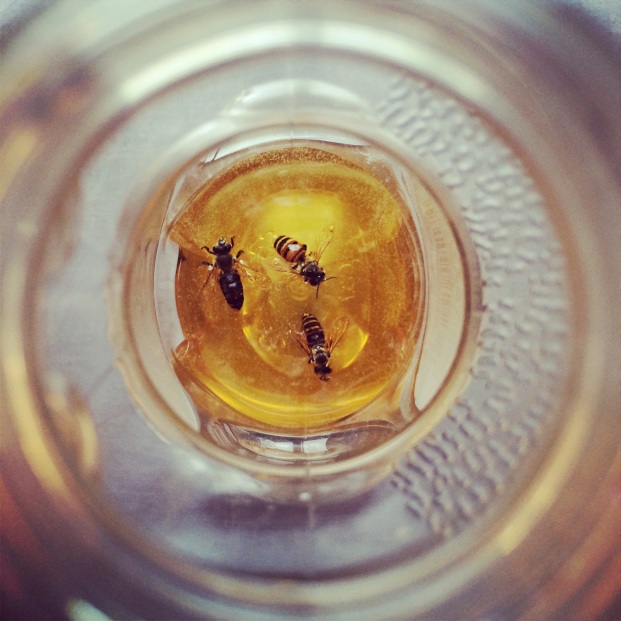 Death by gluttony - These bees somehow got into the honey jar on the food truck.